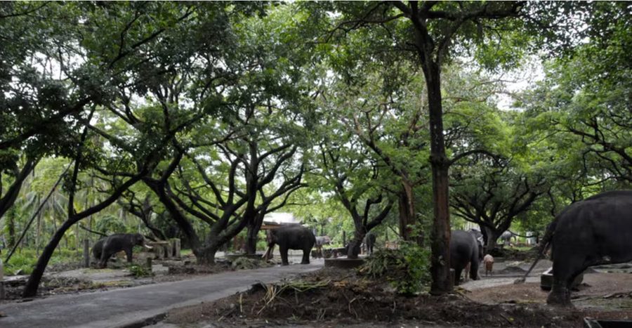 Punnathur Kotta Elephant Sanctuary
